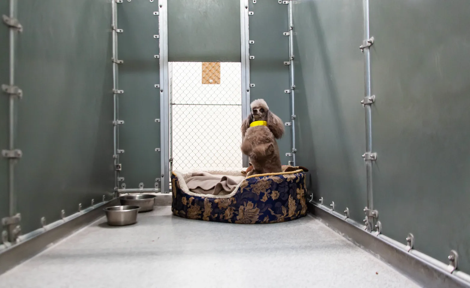 Dog sitting in a dog bed in the standard accomodation boarding area.